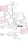 of <b>carbohydrate metabolism</b>