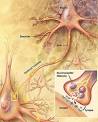 Chemical synapse - Wikipedia, the free encyclopedia