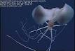 Bigfin squid - Wikipedia, the free encyclopedia