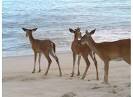 FIRE ISLAND Vacations, Tourism and FIRE ISLAND, New York Travel ...