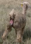 Northwest Alpacas - Alpaca Information - Alpaca for Sale