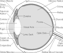The Eye and Its Parts