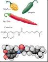 Capsaicin « Rebecca Thinks…