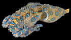 The Cephalopoda