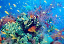 Marine Biodiversity - MarineBio.