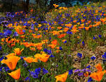 Oro Valley Spring Wildflowers - Oro Valley Real Estate
