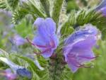 (<b>Boraginaceae</b>) flower.JPG