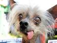 Miss Ellie (dog) - Wikipedia, the free encyclopedia