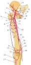 <b>Femoral artery</b>
