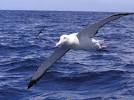 ALBATROSS
