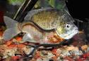 Candiru - Parasitic Funciton