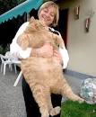 fat cat - Random Photo (30972068) - Fanpop
