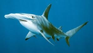 tiburones