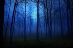 forest, mist, dark, fog, night | Free Wallpapers