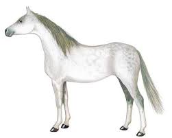 Obrazek