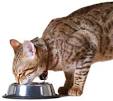 feeding cats
