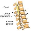 The <b>cauda equina</b> is a bundle