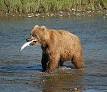 Bear - Wikipedia, the free encyclopedia