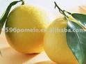 sweet golden pomelo china products,China sweet golden pomelo china ...
