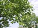 Ash Tree Identification Guide, David L. Roberts, Ph.
