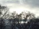 Birches cling to the banks of the Auchowrie Burn, the twiggy upper growth - via Daymix