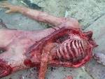 Props for Rent :: Male Corpses ...
