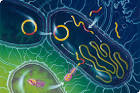 A typical <b>bacterial</b> cell