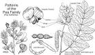 <b>Fabaceae</b> Pea Family