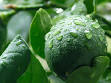Green - Wikipedia, the free encyclopedia