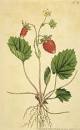 National Clonal Germplasm Repository (Corvallis, Oregon) : <H1 ...