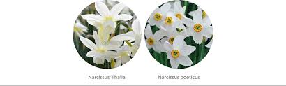 Afbeeldingsresultaat voor witte en gele bloemen in waterplanten