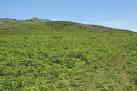A path - or sheep's track - through the bracken, on the lower slopes of Cox - via Daymix