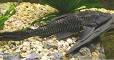 plecostomus