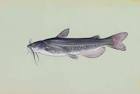 White catfish fish amereiurus - via Daymix