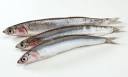Consider the anchovy | Life and style | guardian.