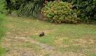 SV9010 : Free range guinea pig on Scilly. near to Hugh Town, Isles of Scilly - via Daymix
