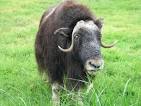 Ox - Analytical Wiki