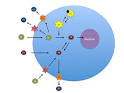 Iodothyronine deiodinase - Wikipedia, the free encyclopedia