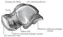 astragalo pronunciation