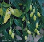 <b>Azadirachta</b> indica