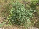 A young shrub of <b>Karwinskia</b>
