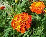 File:French marigold.jpg - Wikipedia, the free encyclopedia
