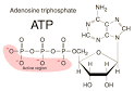 Adenosine Triphosphate