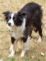 Border Collie Information and Pictures, Border Collies