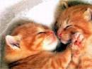 I love kittens! Comments Off