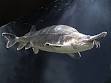 File:Beluga sturgeon.jpg - Analytical Wiki
