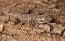 Animal Camouflage Pictures -- National Geographic Kids