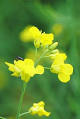 Canola - Wikipedia, the free encyclopedia
