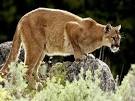 Photo: A mountain lion watches