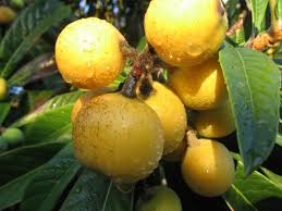 images?qtbnANd9GcSTtA4jLYD54vC8x4r4Sycsw5SUjbysGVNi1Z8vV357IStzNHzk